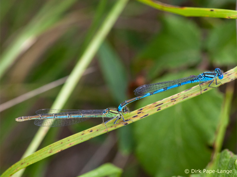Erythromma lindenii - tandem